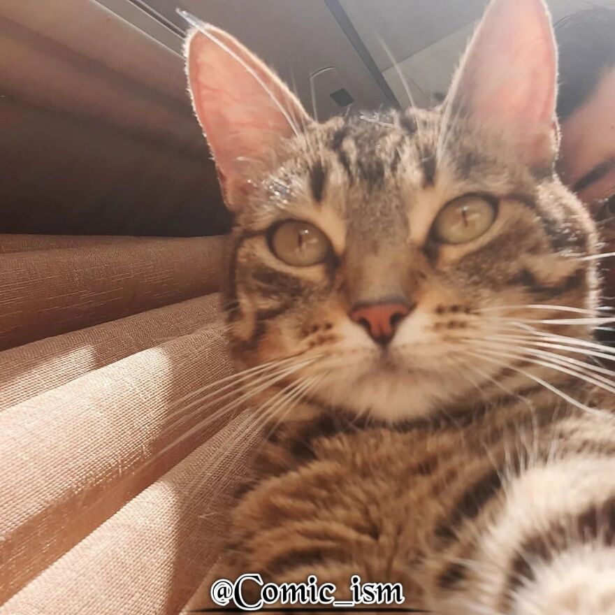 20 Totally Adorable And Hilarious Cat Selfies That Will Make You Laugh 20 Totally Adorable And Hilarious Cat Selfies That Will Make You Laugh