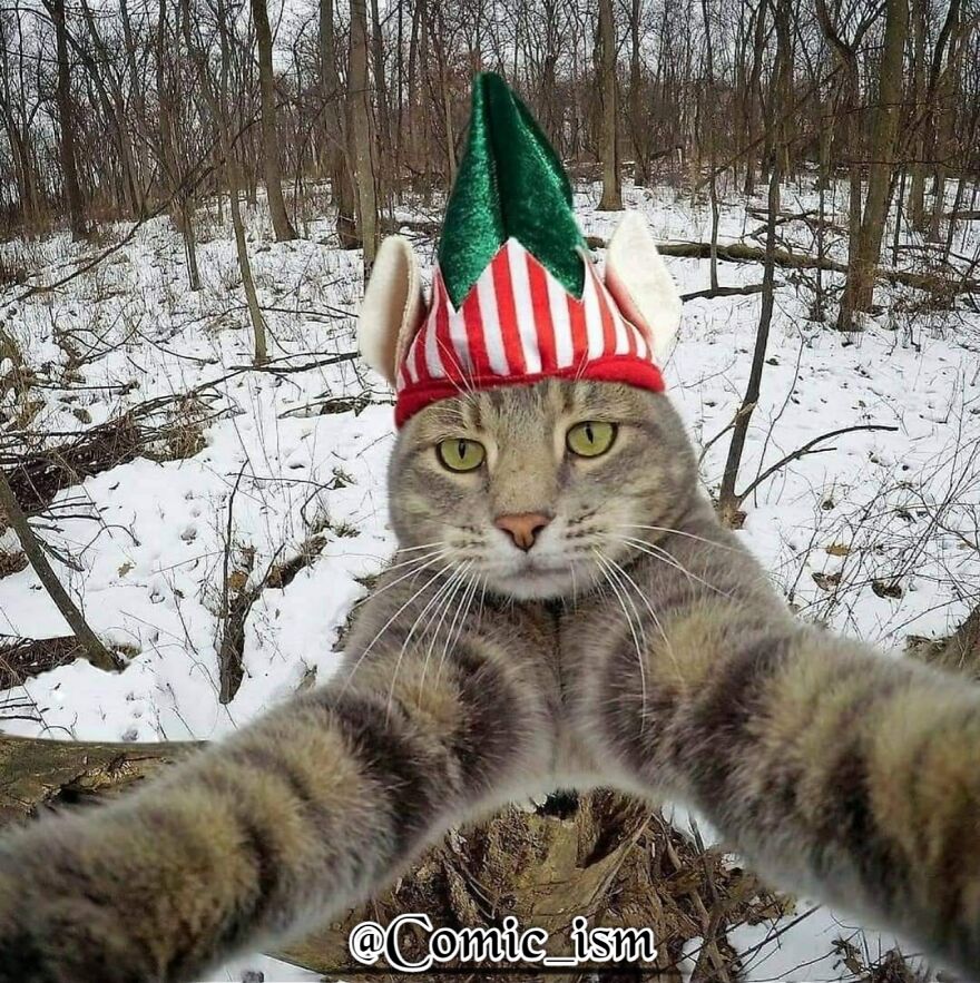 20 Totally Adorable And Hilarious Cat Selfies That Will Make You Laugh 20 Totally Adorable And Hilarious Cat Selfies That Will Make You Laugh