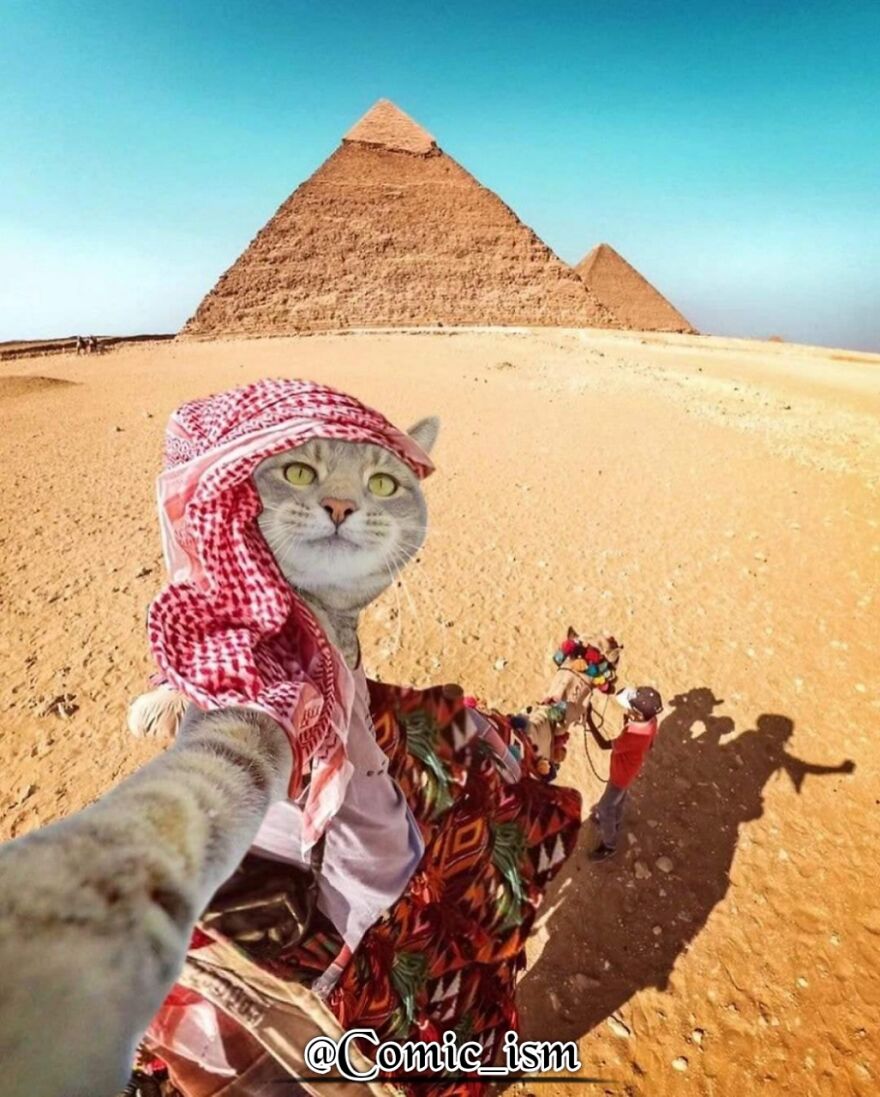 20 Totally Adorable And Hilarious Cat Selfies That Will Make You Laugh 20 Totally Adorable And Hilarious Cat Selfies That Will Make You Laugh