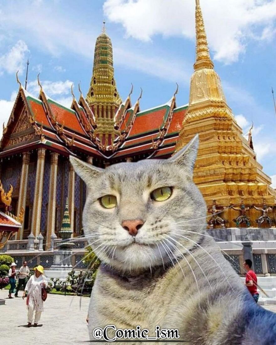 20 Totally Adorable And Hilarious Cat Selfies That Will Make You Laugh 20 Totally Adorable And Hilarious Cat Selfies That Will Make You Laugh