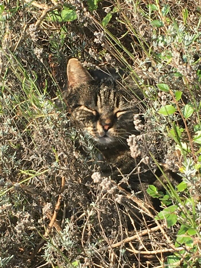 Hey Pandas! Show Me Your Best Summer Pet Photo (Closed) Hey Pandas! Show Me Your Best Summer Pet Photo (Closed)