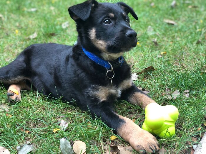 Hey Pandas! Show Me Your Best Summer Pet Photo (Closed) Hey Pandas! Show Me Your Best Summer Pet Photo (Closed)