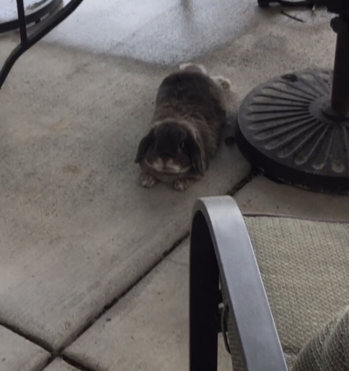 Hey Pandas! Show Me Your Best Summer Pet Photo (Closed) Hey Pandas! Show Me Your Best Summer Pet Photo (Closed)