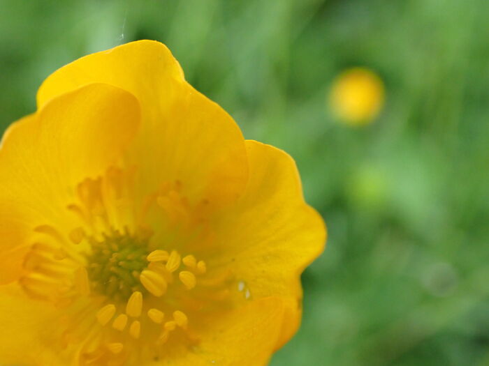 22 Of My Favorite Pieces Of Macro Photography That I Have Taken Over The Past Year 22 Of My Favorite Pieces Of Macro Photography That I Have Taken Over The Past Year