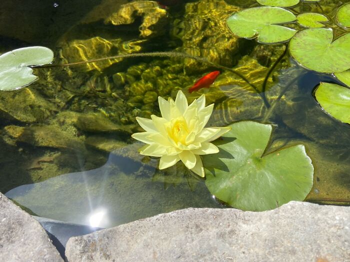 Hey Pandas, Go Outside And Take A Picture Of The First Plant You See (Closed)