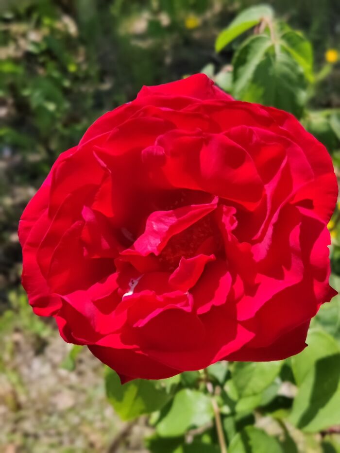 Hey Pandas, Go Outside And Take A Picture Of The First Plant You See (Closed)