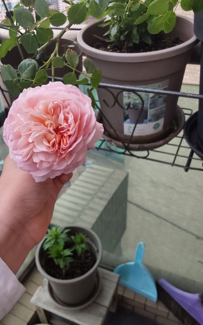 Hey Pandas, Go Outside And Take A Picture Of The First Plant You See (Closed)