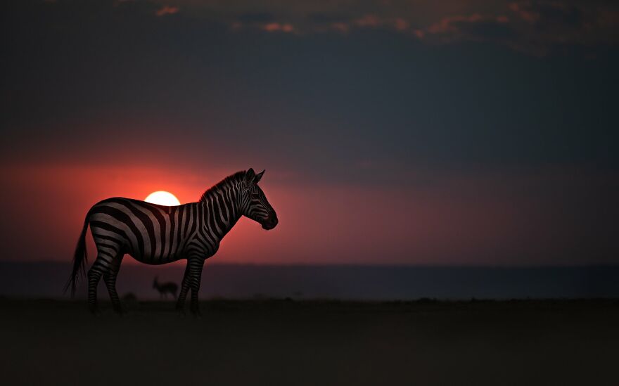 The Best 65 Wildlife Photos Revealed In The 2022 Wildart Photographer Of The Year Contest The Best 65 Wildlife Photos Revealed In The 2022 Wildart Photographer Of The Year Contest
