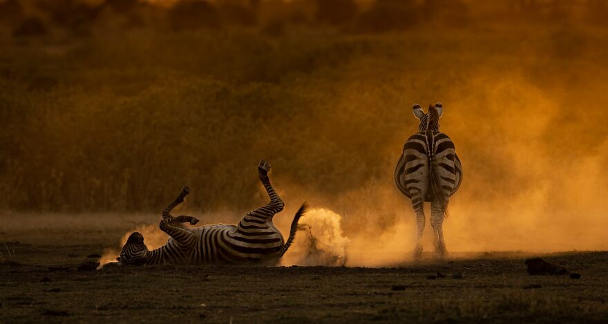 The Best 65 Wildlife Photos Revealed In The 2022 Wildart Photographer Of The Year Contest The Best 65 Wildlife Photos Revealed In The 2022 Wildart Photographer Of The Year Contest