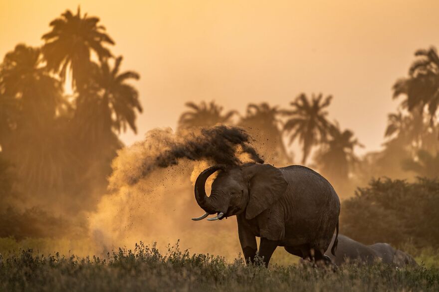 The Best 65 Wildlife Photos Revealed In The 2022 Wildart Photographer Of The Year Contest The Best 65 Wildlife Photos Revealed In The 2022 Wildart Photographer Of The Year Contest