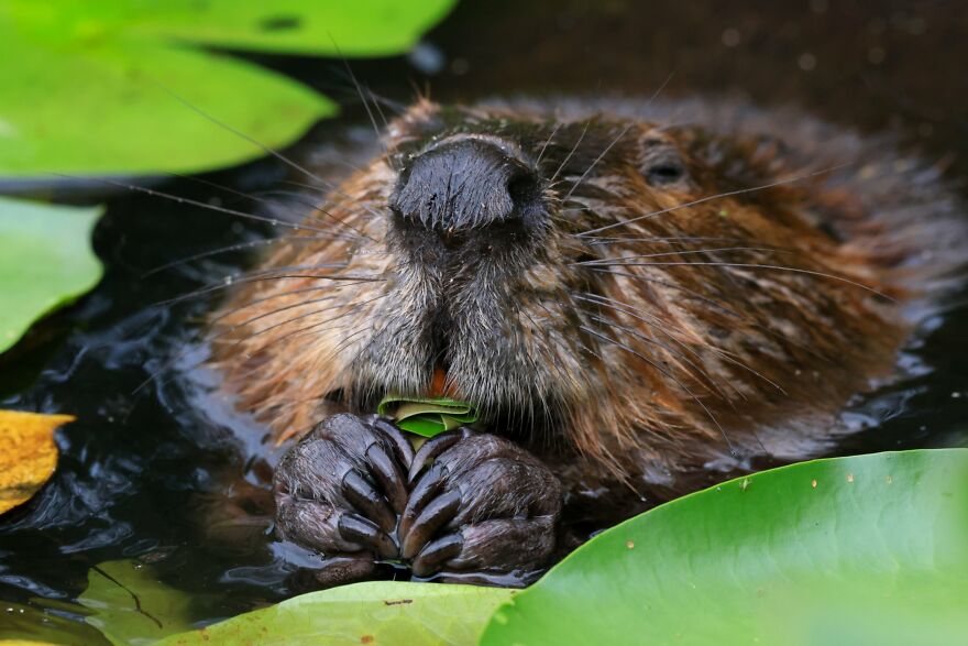 The Best 65 Wildlife Photos Revealed In The 2022 Wildart Photographer Of The Year Contest The Best 65 Wildlife Photos Revealed In The 2022 Wildart Photographer Of The Year Contest