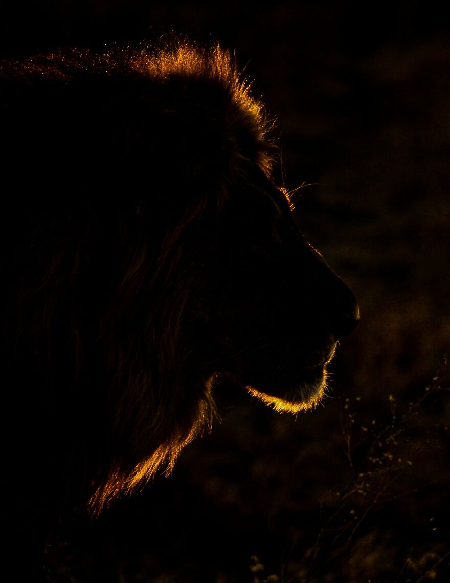 The Best 65 Wildlife Photos Revealed In The 2022 Wildart Photographer Of The Year Contest The Best 65 Wildlife Photos Revealed In The 2022 Wildart Photographer Of The Year Contest