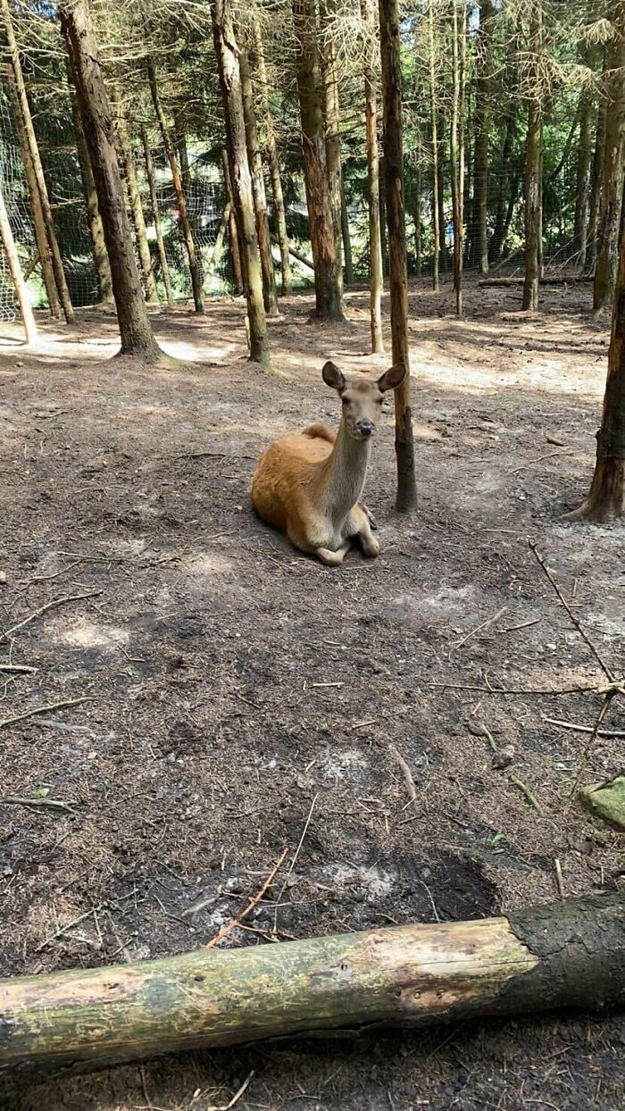 Hey Pandas, Show Us Your Best Day On The Farm (Closed) Hey Pandas, Show Us Your Best Day On The Farm (Closed)