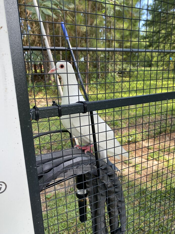 Hey Pandas, Show Us Your Best Day On The Farm (Closed) Hey Pandas, Show Us Your Best Day On The Farm (Closed)