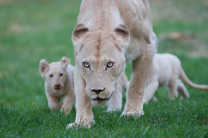 The First Steps Outside Of These Baby White Lions (10 Pics) The First Steps Outside Of These Baby White Lions (10 Pics)
