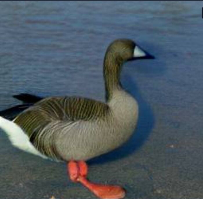 Hey Pandas, Type Your Username Into An AI Image Generator And Share The Results (Closed)