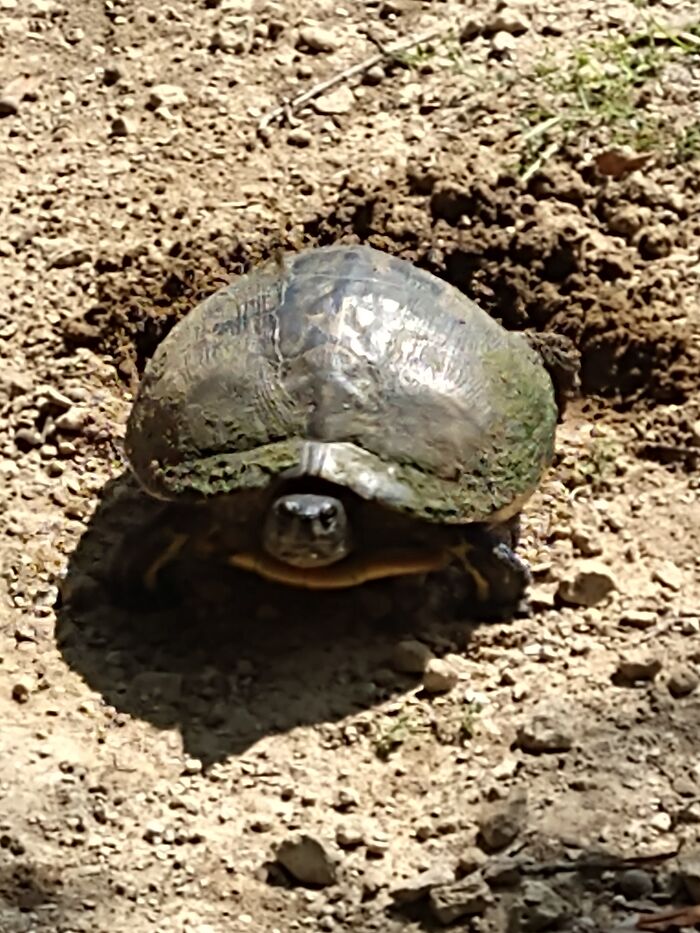 Hey Pandas, Type Your Username Into An AI Image Generator And Share The Results (Closed)