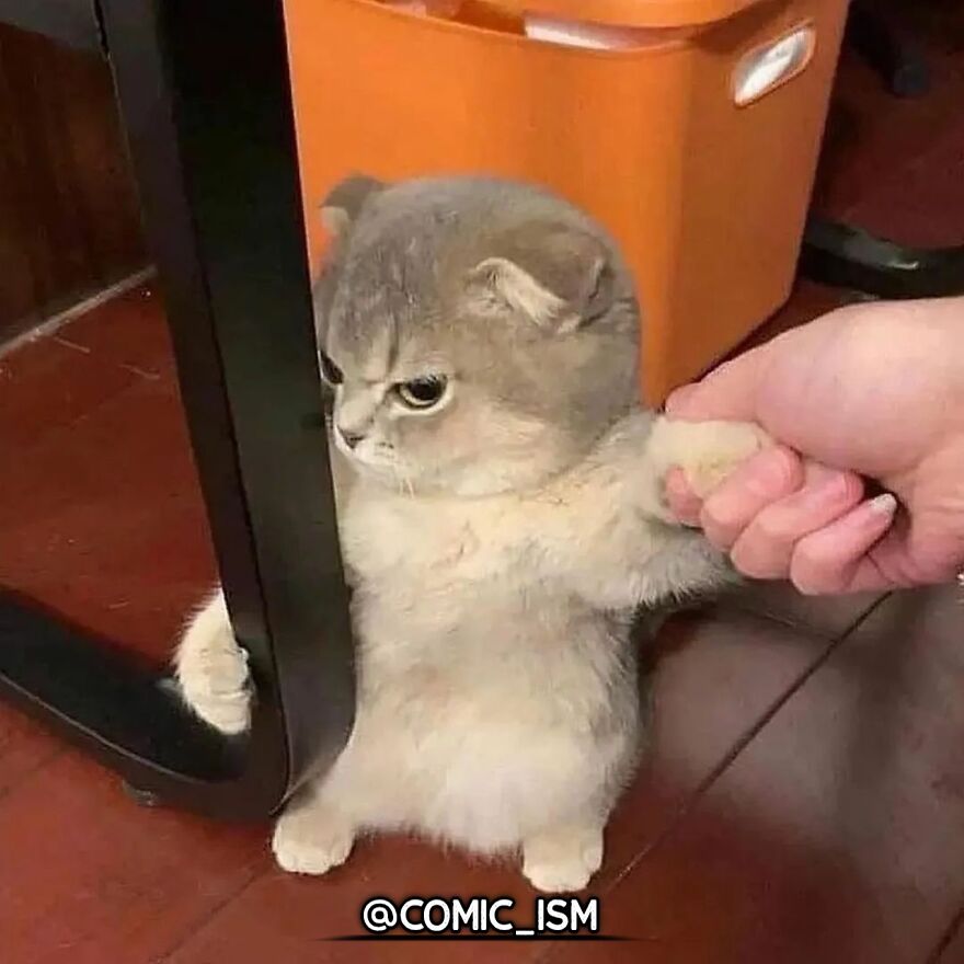31 Absolutely Adorable And Hilarious Cats That Were Sneakily Caught On Camera And Eventually End Up On ‘Comicism’ Instagram Page 31 Absolutely Adorable And Hilarious Cats That Were Sneakily Caught On Camera And Eventually End Up On ‘Comicism’ Instagram Page
