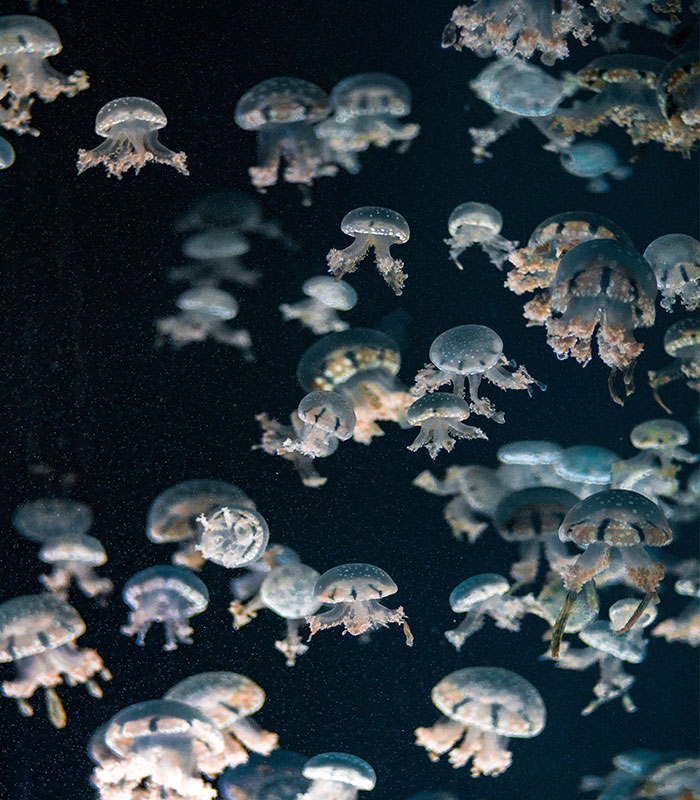 50 ‘Weird Facts’ About The World That Might Give You A Fresh Perspective