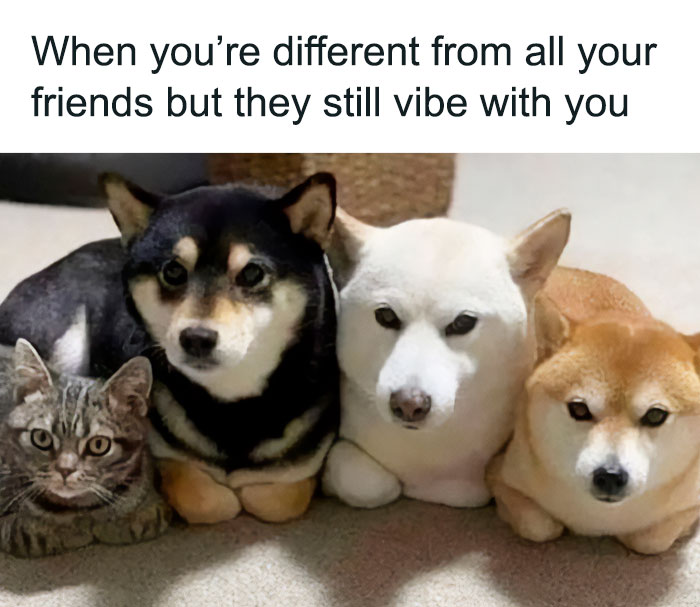 Introverts In This Online Group Are Sharing Painfully-Hilarious Memes About Being Introverts, Here Are 50 Of The Funniest Ones Introverts In This Online Group Are Sharing Painfully-Hilarious Memes About Being Introverts, Here Are 50 Of The Funniest Ones