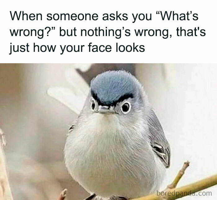 Introverts In This Online Group Are Sharing Painfully-Hilarious Memes About Being Introverts, Here Are 50 Of The Funniest Ones Introverts In This Online Group Are Sharing Painfully-Hilarious Memes About Being Introverts, Here Are 50 Of The Funniest Ones