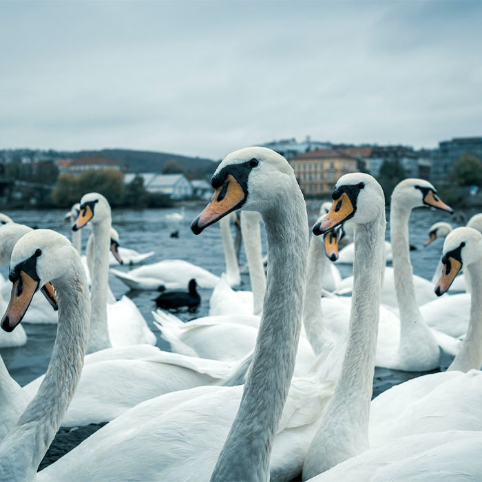 116 Weird Facts That You Just Have To Know 116 Weird Facts That You Just Have To Know