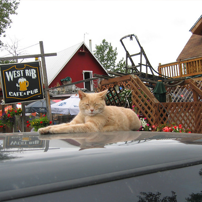 116 Weird Facts That You Just Have To Know 116 Weird Facts That You Just Have To Know