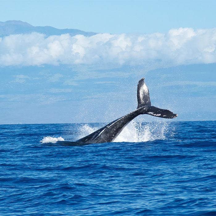 116 Weird Facts That You Just Have To Know 116 Weird Facts That You Just Have To Know