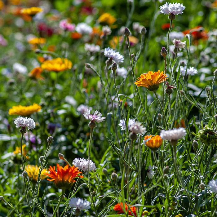 116 Weird Facts That You Just Have To Know 116 Weird Facts That You Just Have To Know