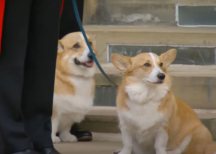 Heartbreaking Moment Of Queen Elizabeth II’s Corgis And Her Favorite Pony Awaiting The Arrival Of Her Coffin At Windsor Castle Heartbreaking Moment Of Queen Elizabeth II’s Corgis And Her Favorite Pony Awaiting The Arrival Of Her Coffin At Windsor Castle