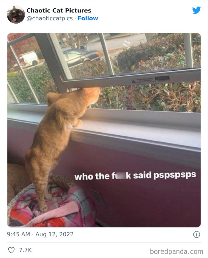 Twitter Can’t Get Enough Of This Page Dedicated To ‘Chaotic Cat Pictures’, Here Are 35 Of Their Best Posts Twitter Can’t Get Enough Of This Page Dedicated To ‘Chaotic Cat Pictures’, Here Are 35 Of Their Best Posts