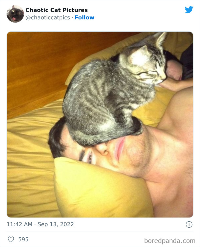 Twitter Can’t Get Enough Of This Page Dedicated To ‘Chaotic Cat Pictures’, Here Are 35 Of Their Best Posts Twitter Can’t Get Enough Of This Page Dedicated To ‘Chaotic Cat Pictures’, Here Are 35 Of Their Best Posts