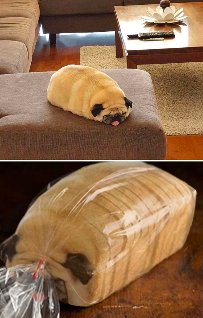 50 Times Winners Of The Greatest Photoshop Battles Made The Internet A Funnier Place (New Pics)