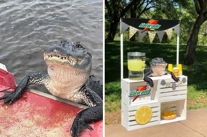 50 Times Winners Of The Greatest Photoshop Battles Made The Internet A Funnier Place (New Pics)