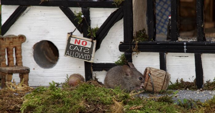 I Built A Scaled-Down Village For Wild Mice In My Garden, And They Love It I Built A Scaled-Down Village For Wild Mice In My Garden, And They Love It