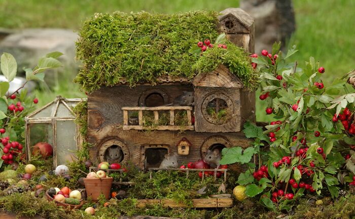 I Built A Scaled-Down Village For Wild Mice In My Garden, And They Love It I Built A Scaled-Down Village For Wild Mice In My Garden, And They Love It