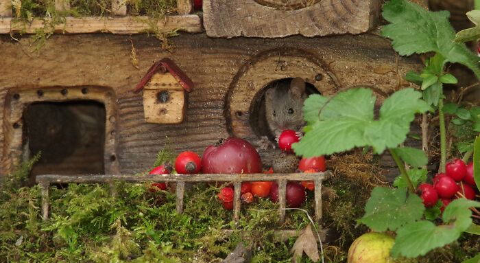 I Built A Scaled-Down Village For Wild Mice In My Garden, And They Love It I Built A Scaled-Down Village For Wild Mice In My Garden, And They Love It