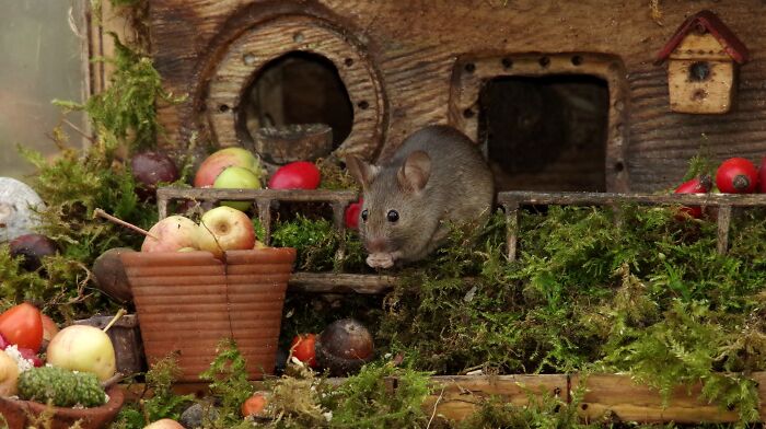 I Built A Scaled-Down Village For Wild Mice In My Garden, And They Love It I Built A Scaled-Down Village For Wild Mice In My Garden, And They Love It
