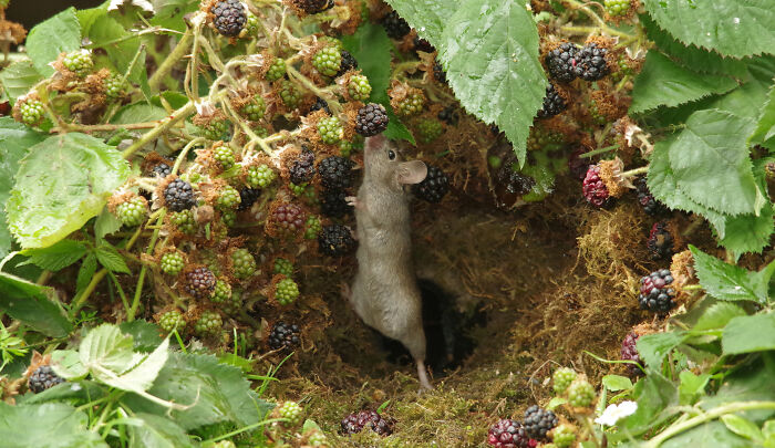 I Built A Scaled-Down Village For Wild Mice In My Garden, And They Love It I Built A Scaled-Down Village For Wild Mice In My Garden, And They Love It