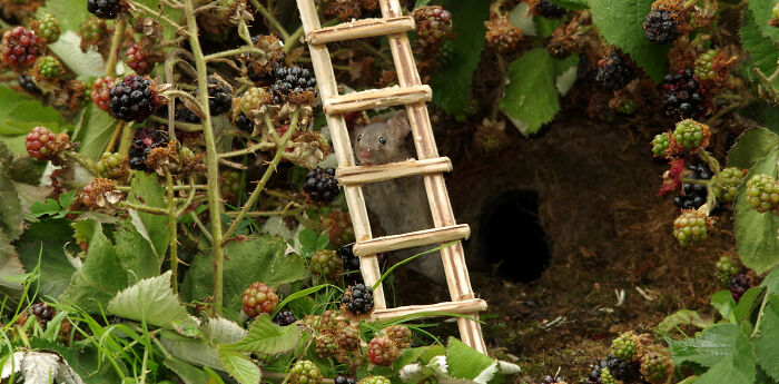 I Built A Scaled-Down Village For Wild Mice In My Garden, And They Love It I Built A Scaled-Down Village For Wild Mice In My Garden, And They Love It