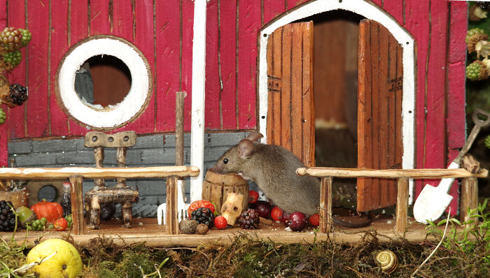 I Built A Scaled-Down Village For Wild Mice In My Garden, And They Love It I Built A Scaled-Down Village For Wild Mice In My Garden, And They Love It
