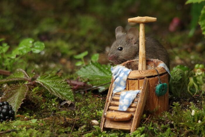 I Built A Scaled-Down Village For Wild Mice In My Garden, And They Love It I Built A Scaled-Down Village For Wild Mice In My Garden, And They Love It