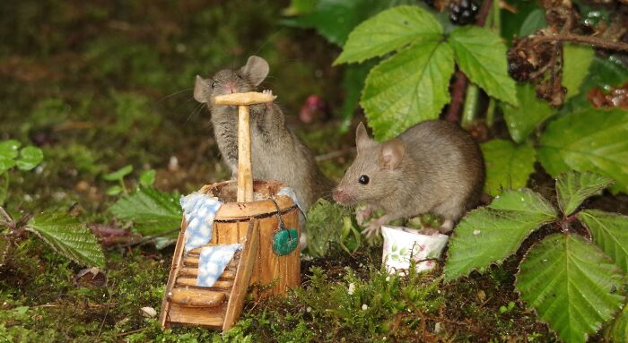 I Built A Scaled-Down Village For Wild Mice In My Garden, And They Love It I Built A Scaled-Down Village For Wild Mice In My Garden, And They Love It