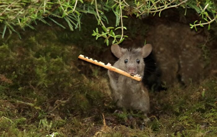 I Built A Scaled-Down Village For Wild Mice In My Garden, And They Love It I Built A Scaled-Down Village For Wild Mice In My Garden, And They Love It