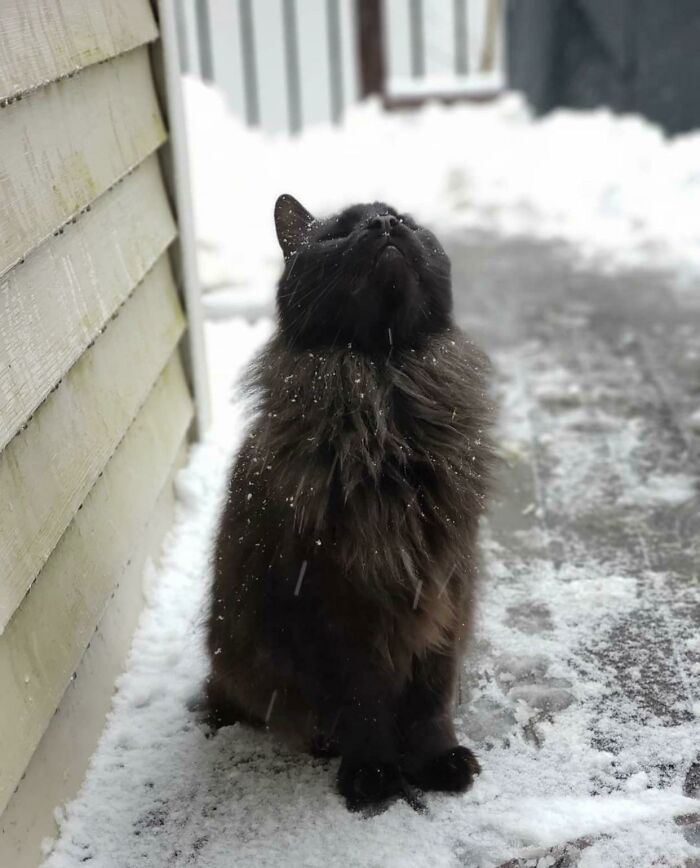 50 Times Photos Of Pets Perfectly Embodied Renaissance Art 50 Times Photos Of Pets Perfectly Embodied Renaissance Art