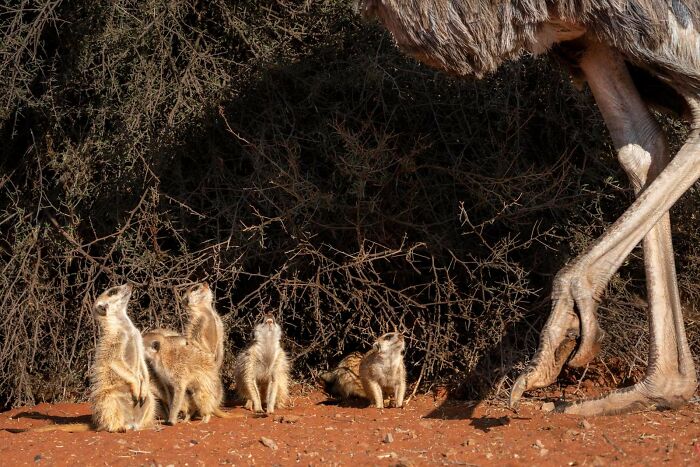 Best Photos Of The Bird Photographer Of The Year 2022 Awards (35 Pics) Best Photos Of The Bird Photographer Of The Year 2022 Awards (35 Pics)