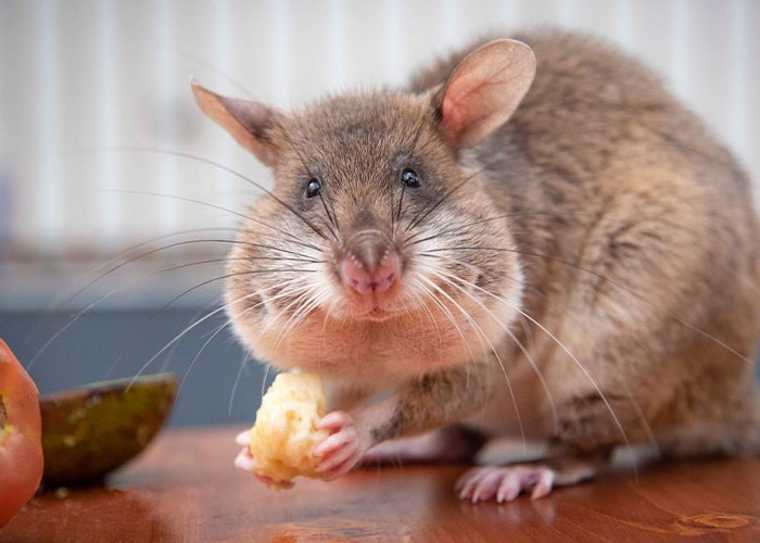 These Rats With Tiny Backpacks And Microphones May Soon Become The Heroes Of Search And Rescue Operations These Rats With Tiny Backpacks And Microphones May Soon Become The Heroes Of Search And Rescue Operations