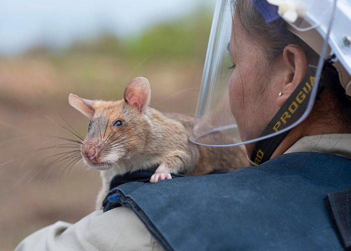 These Rats With Tiny Backpacks And Microphones May Soon Become The Heroes Of Search And Rescue Operations These Rats With Tiny Backpacks And Microphones May Soon Become The Heroes Of Search And Rescue Operations