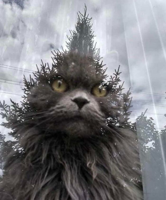 50 Accidental Optical Illusions People Captured On Their Cameras 50 Accidental Optical Illusions People Captured On Their Cameras