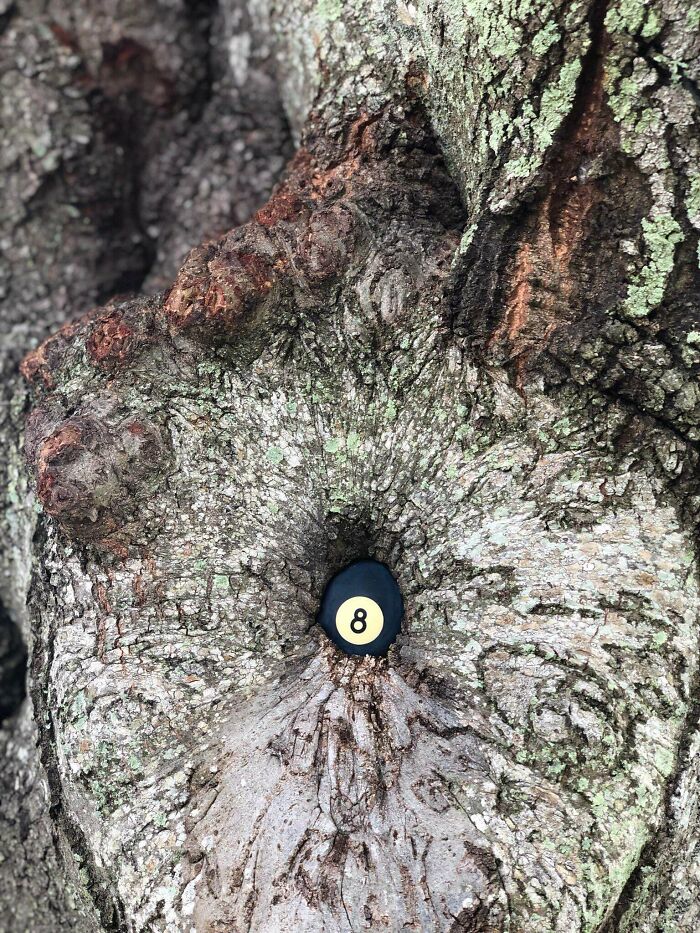 40 Times People Saw Trees ‘Devouring’ Random Objects And Just Had To Share Proof Online 40 Times People Saw Trees ‘Devouring’ Random Objects And Just Had To Share Proof Online